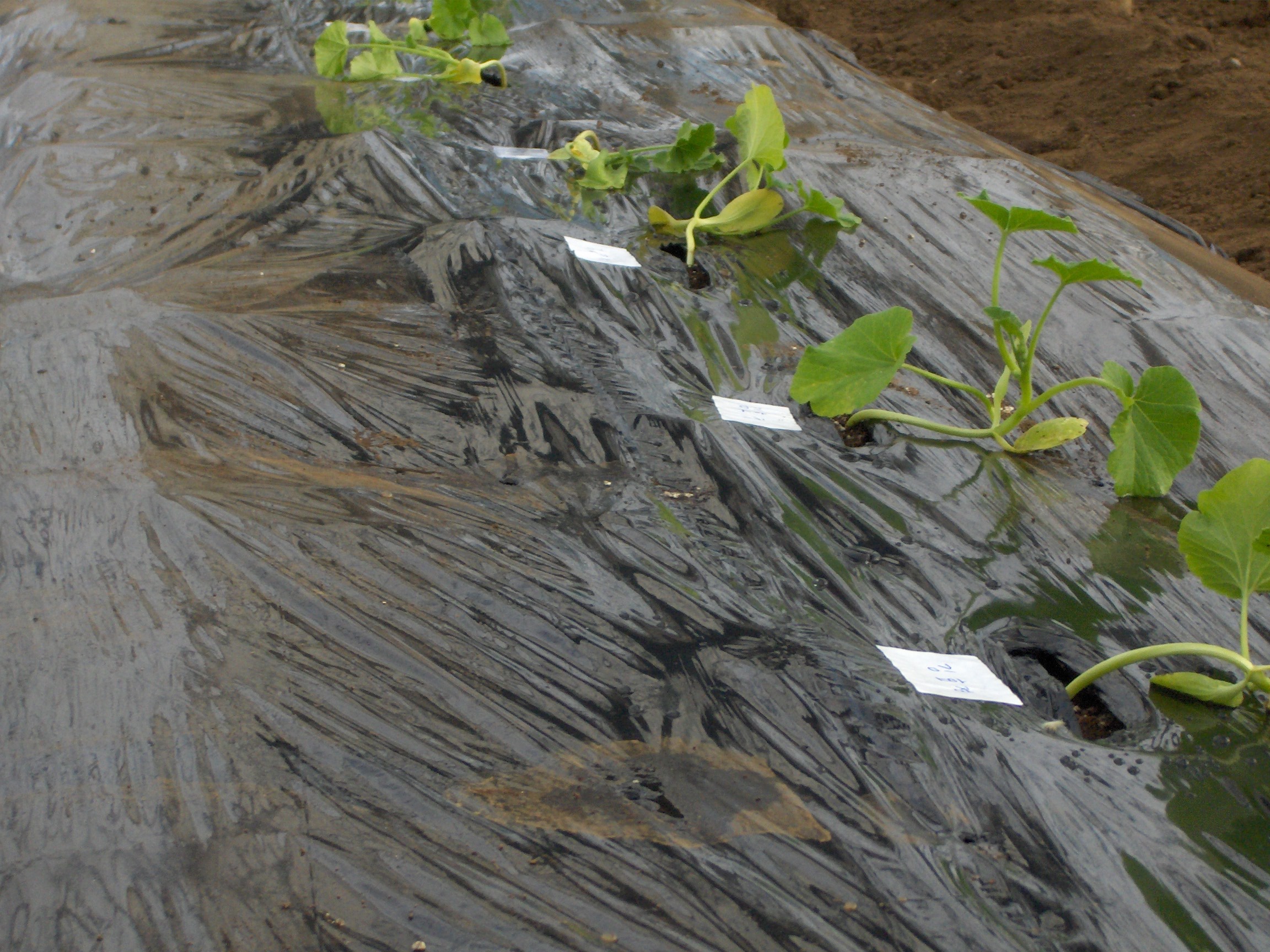 친환경 시설채소 연구회